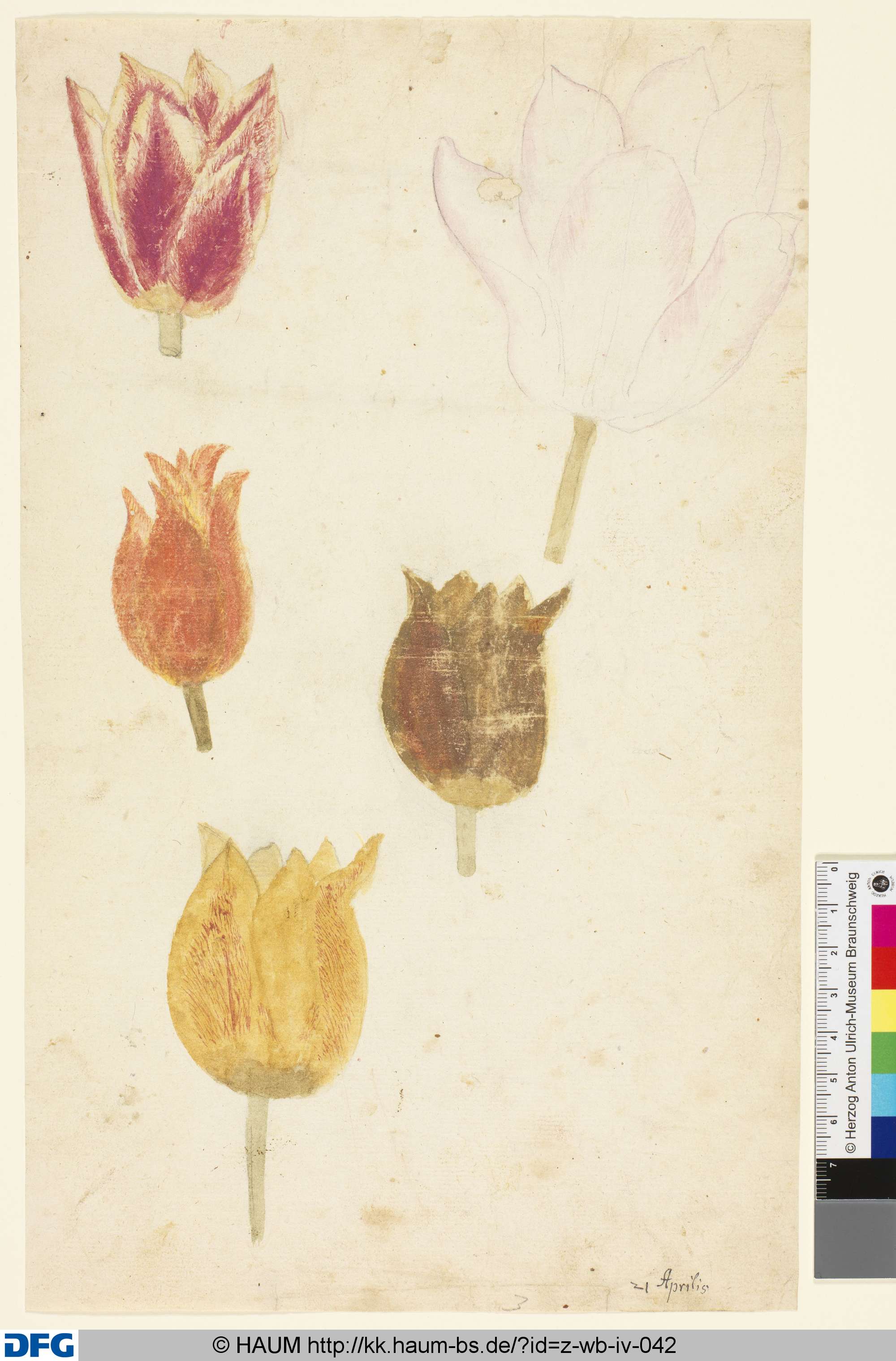 Studie von Tulpenblüten, 1501–1700