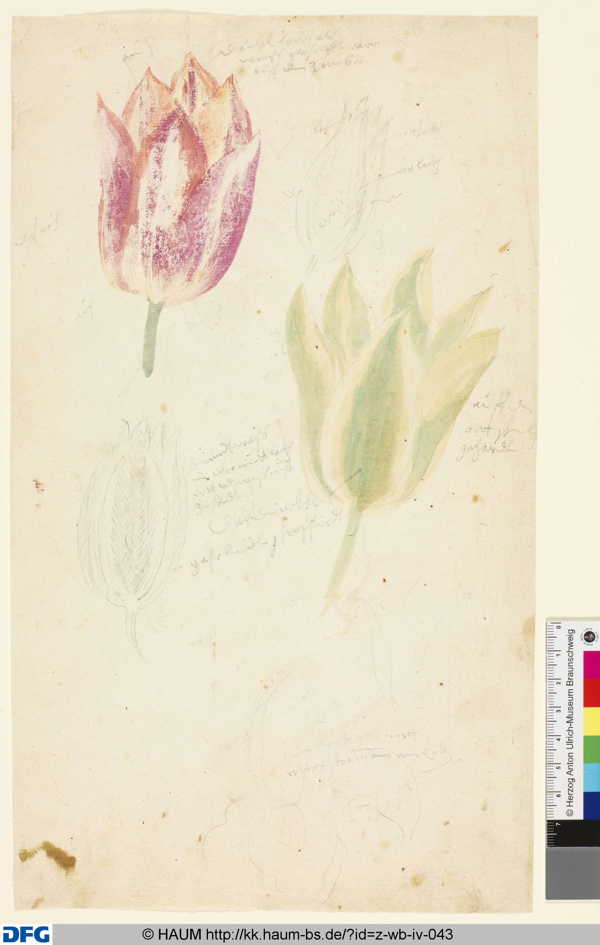Studie von Tulpenblüten, 1501–1700