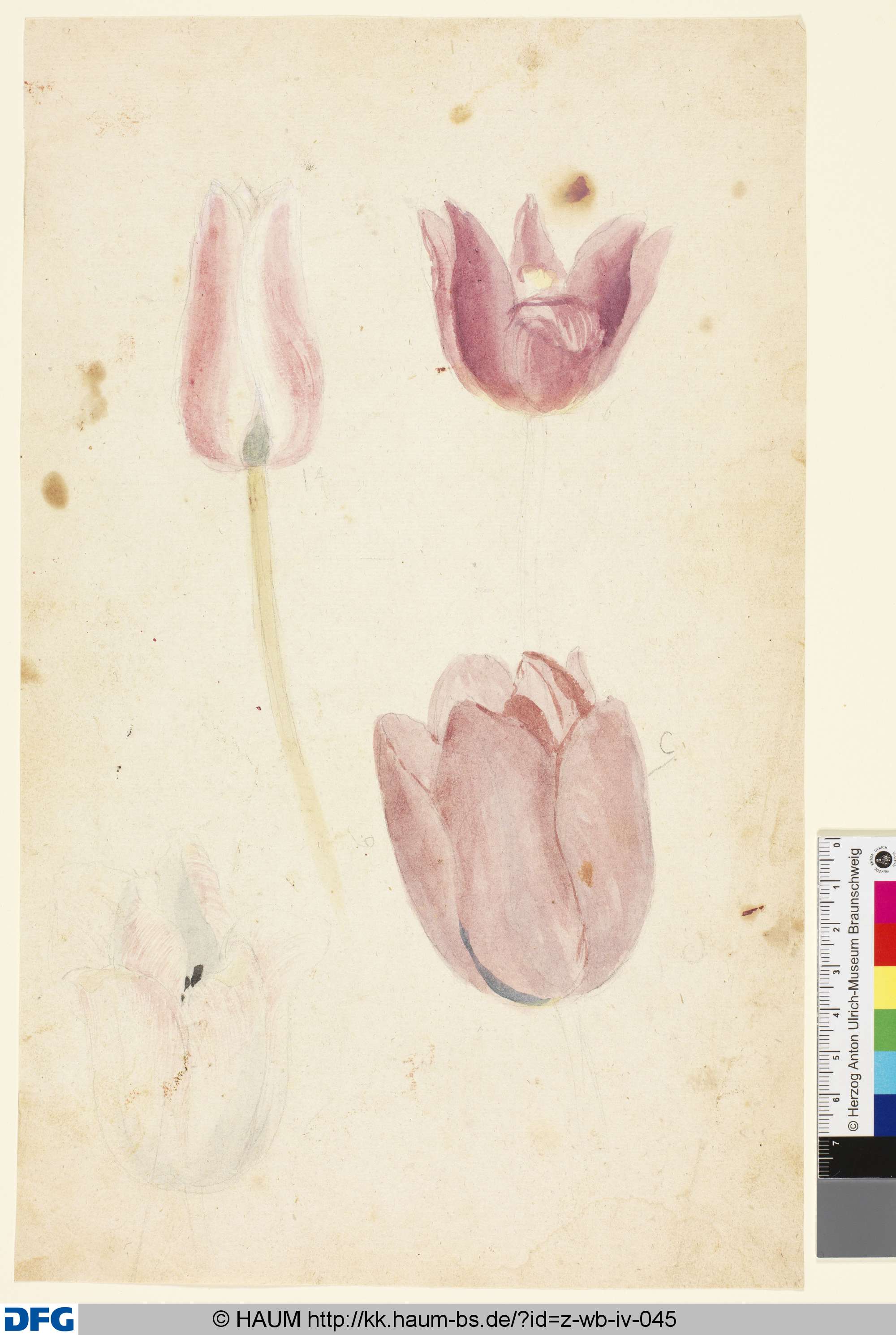 Studie einer Tulpe und ihrer Blüte, 1501–1700
