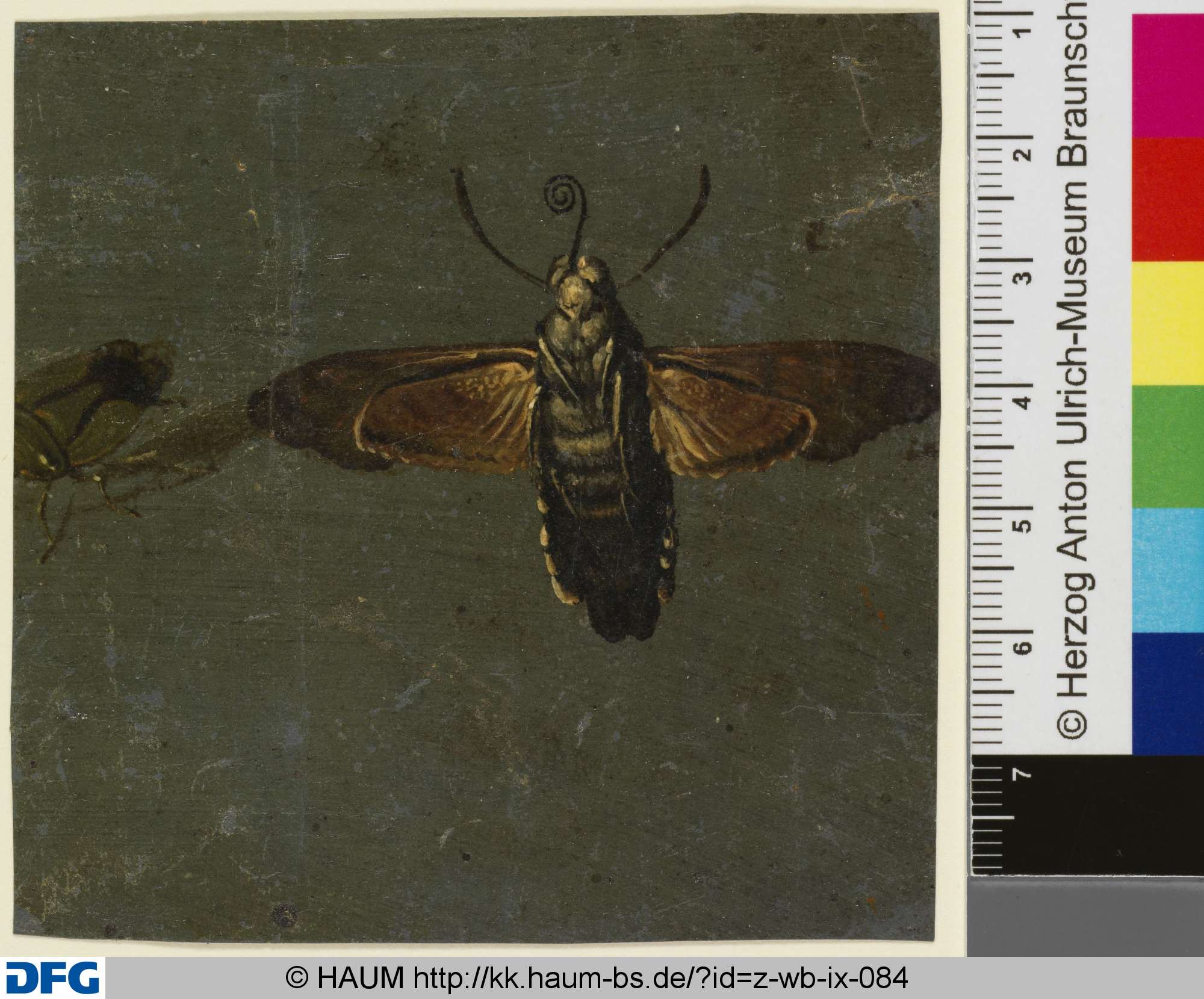 Ein Nachtschmetterling