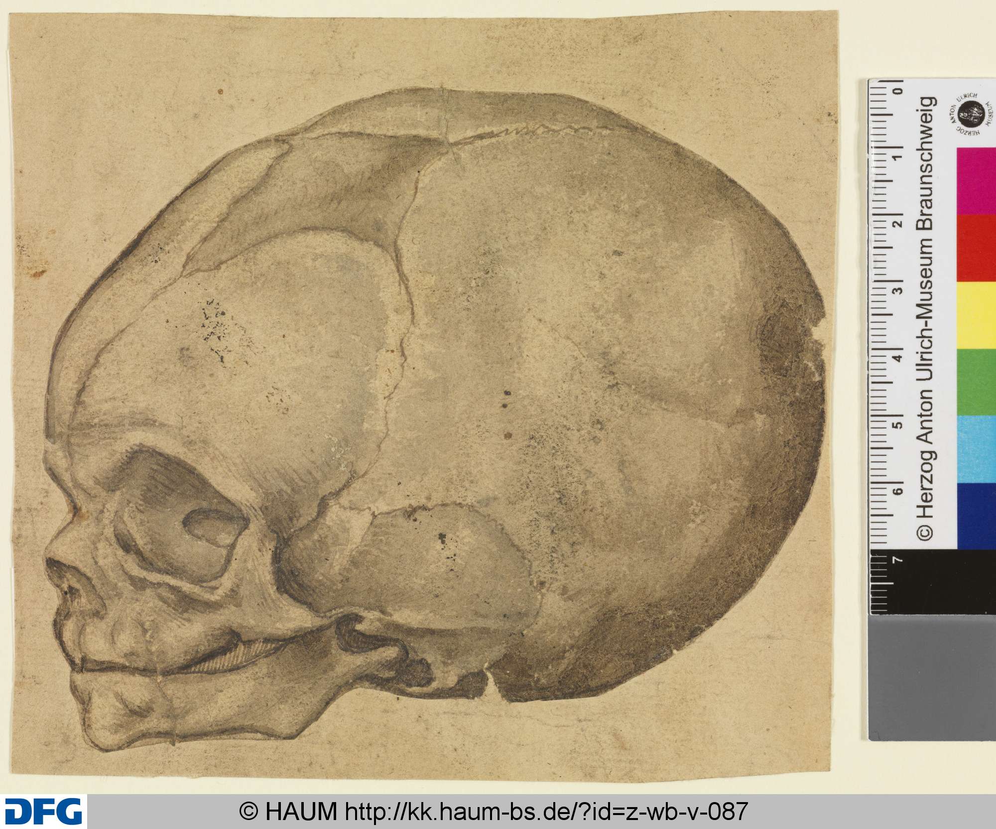 Ein Totenkopf, 16th century