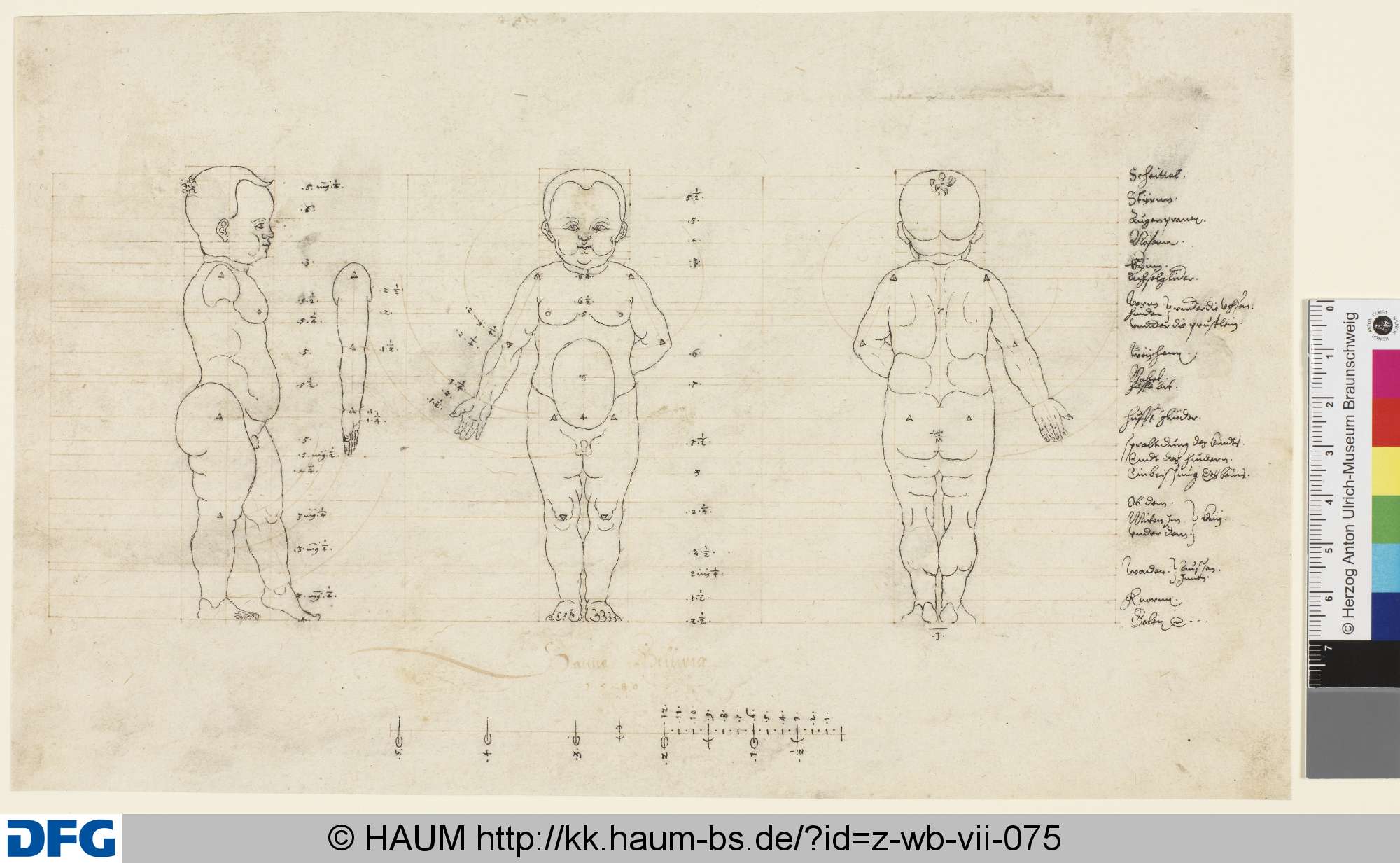 Proportionszeichnungen, Hans Hellwig, 1580