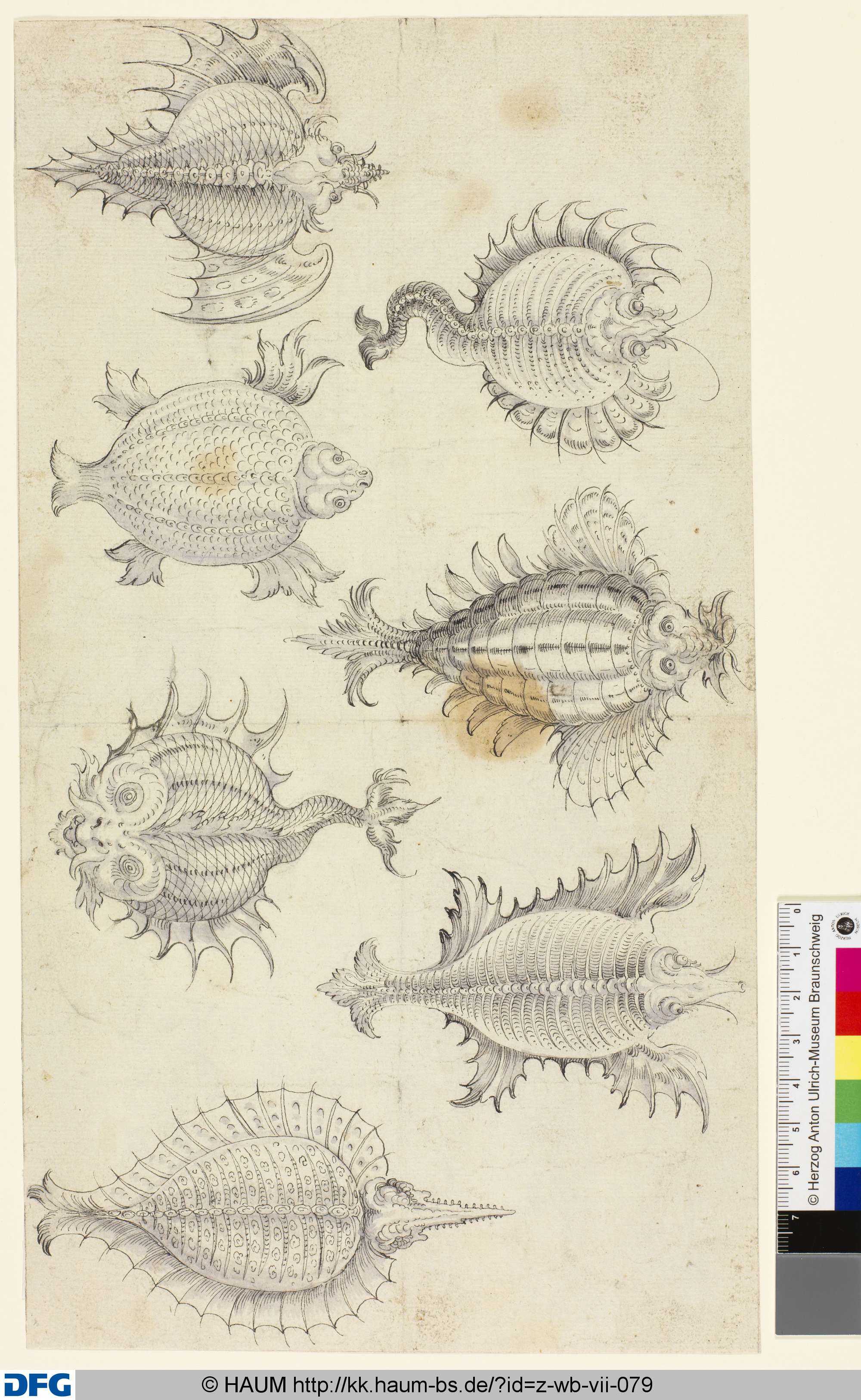 Zeichnungen von Seerochen, 16th century