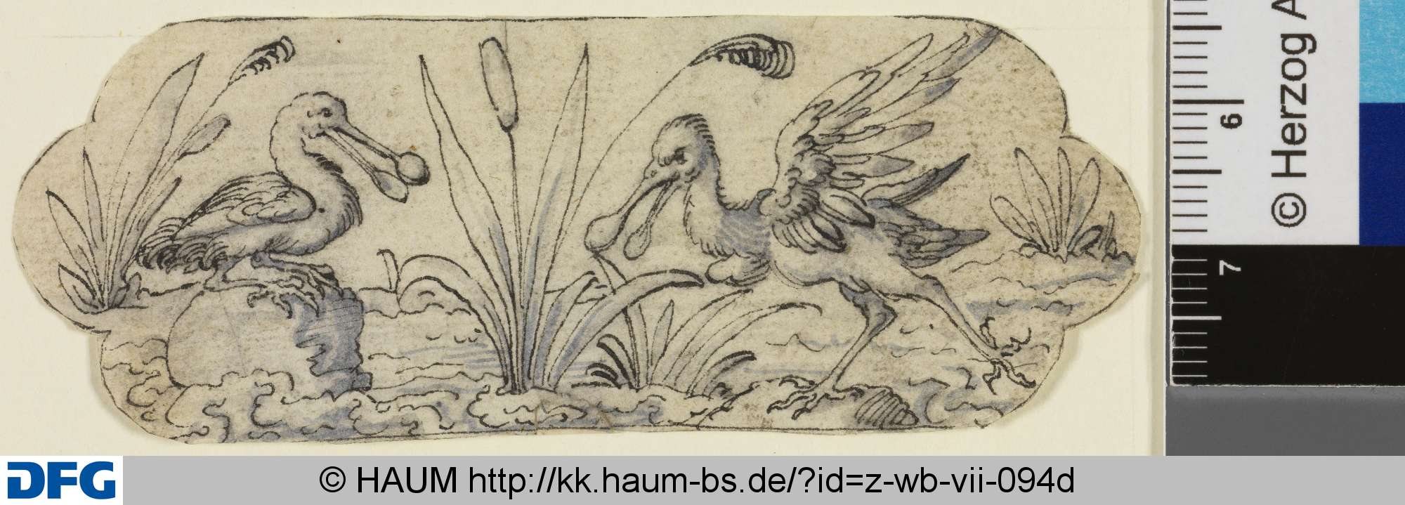 Seetiere, Jost Amman, 16th century