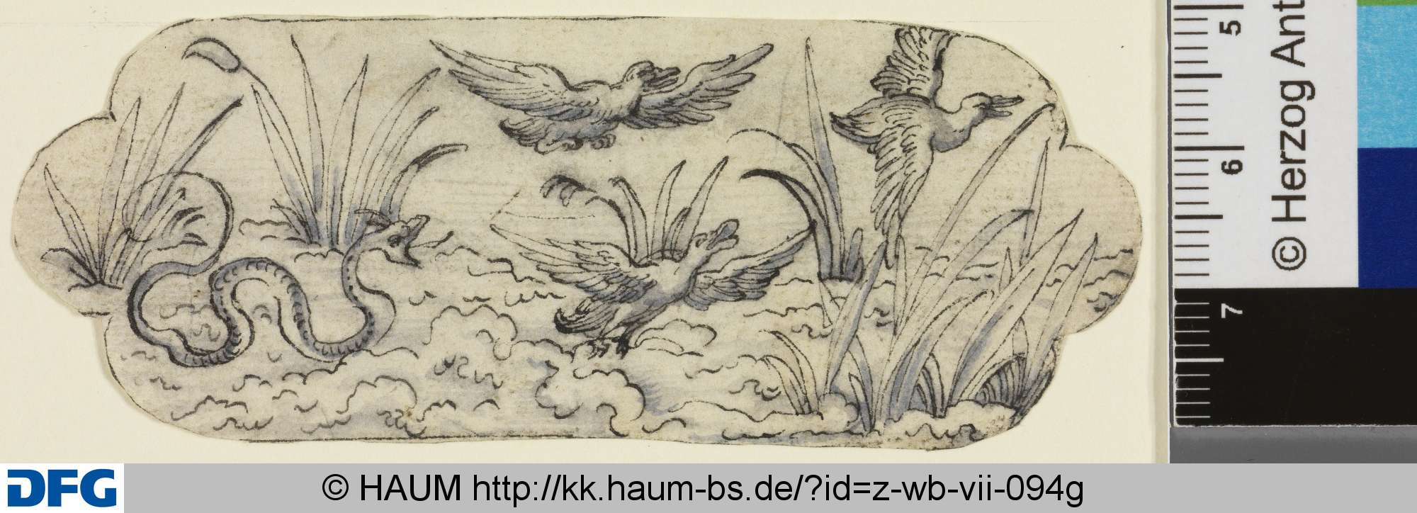 Seetiere, Jost Amman, 16th century