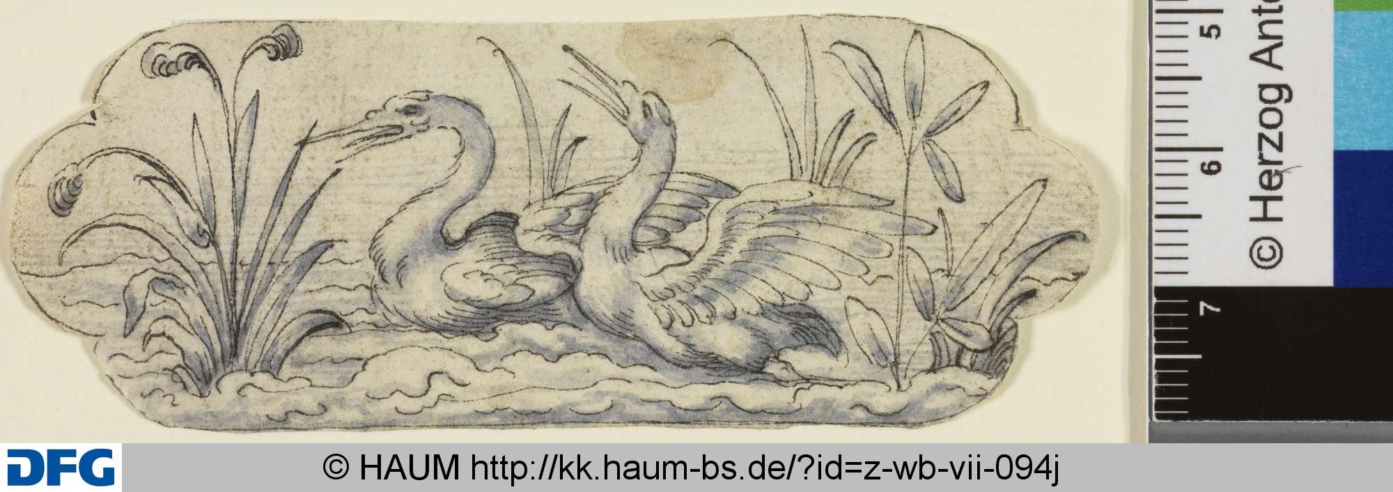 Seetiere, 16th century
