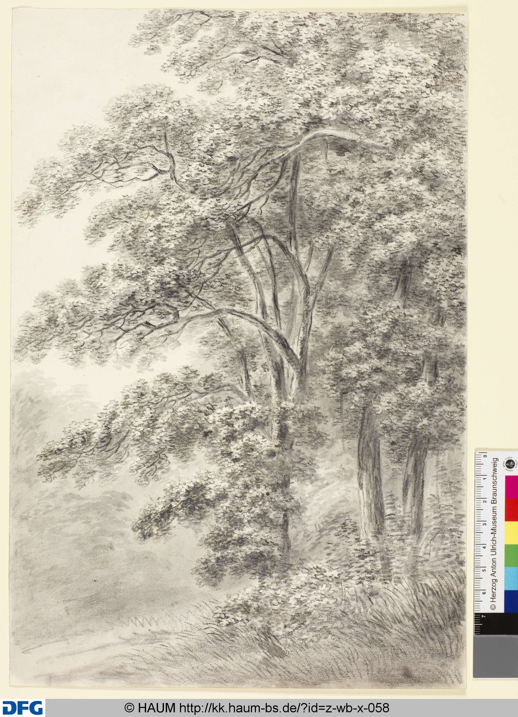 Waldbäume, Franz Joseph Leopold, 18th century