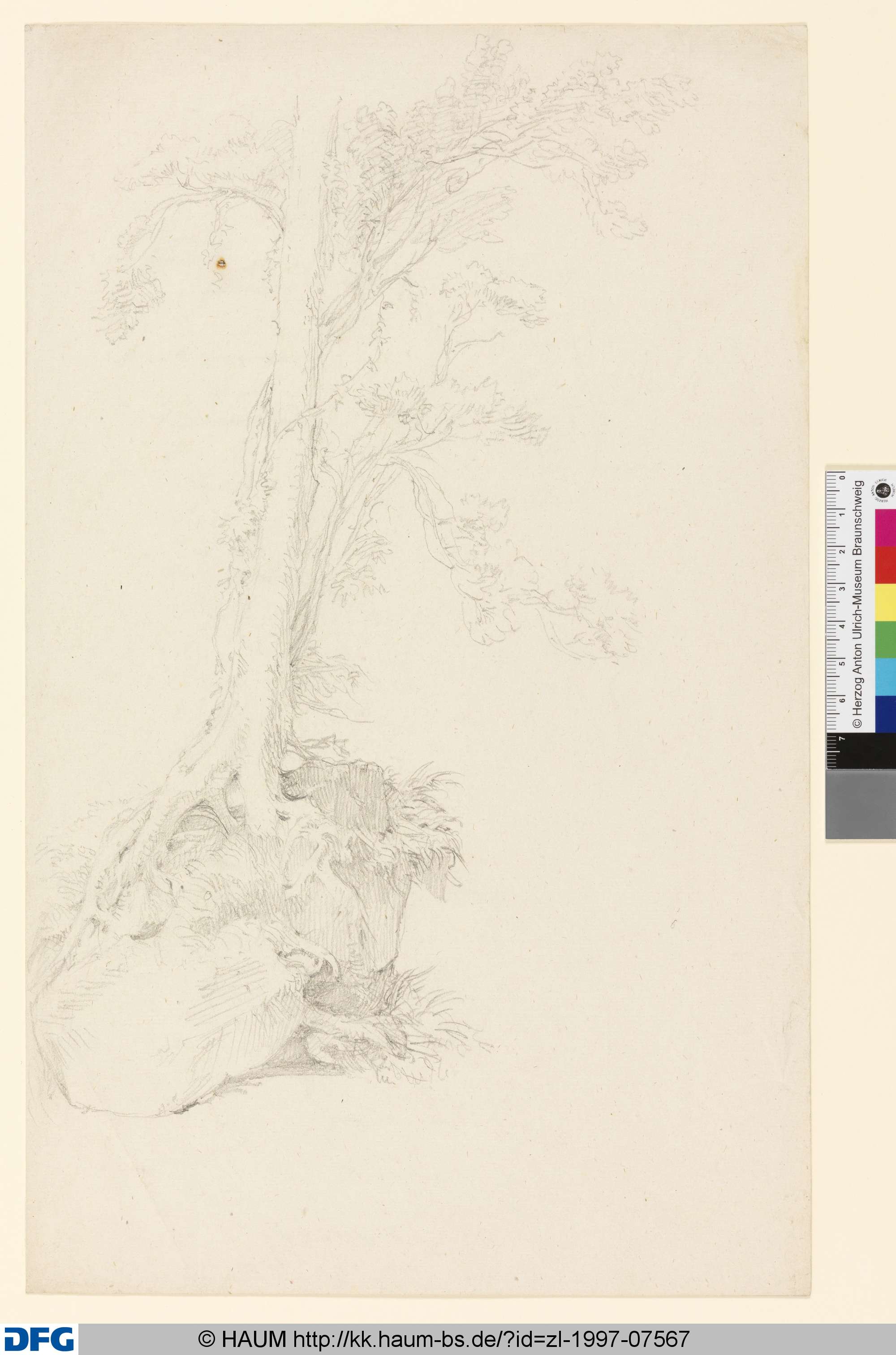 Baumstudie, Johann Georg Hiltensperger, 1826–1890
