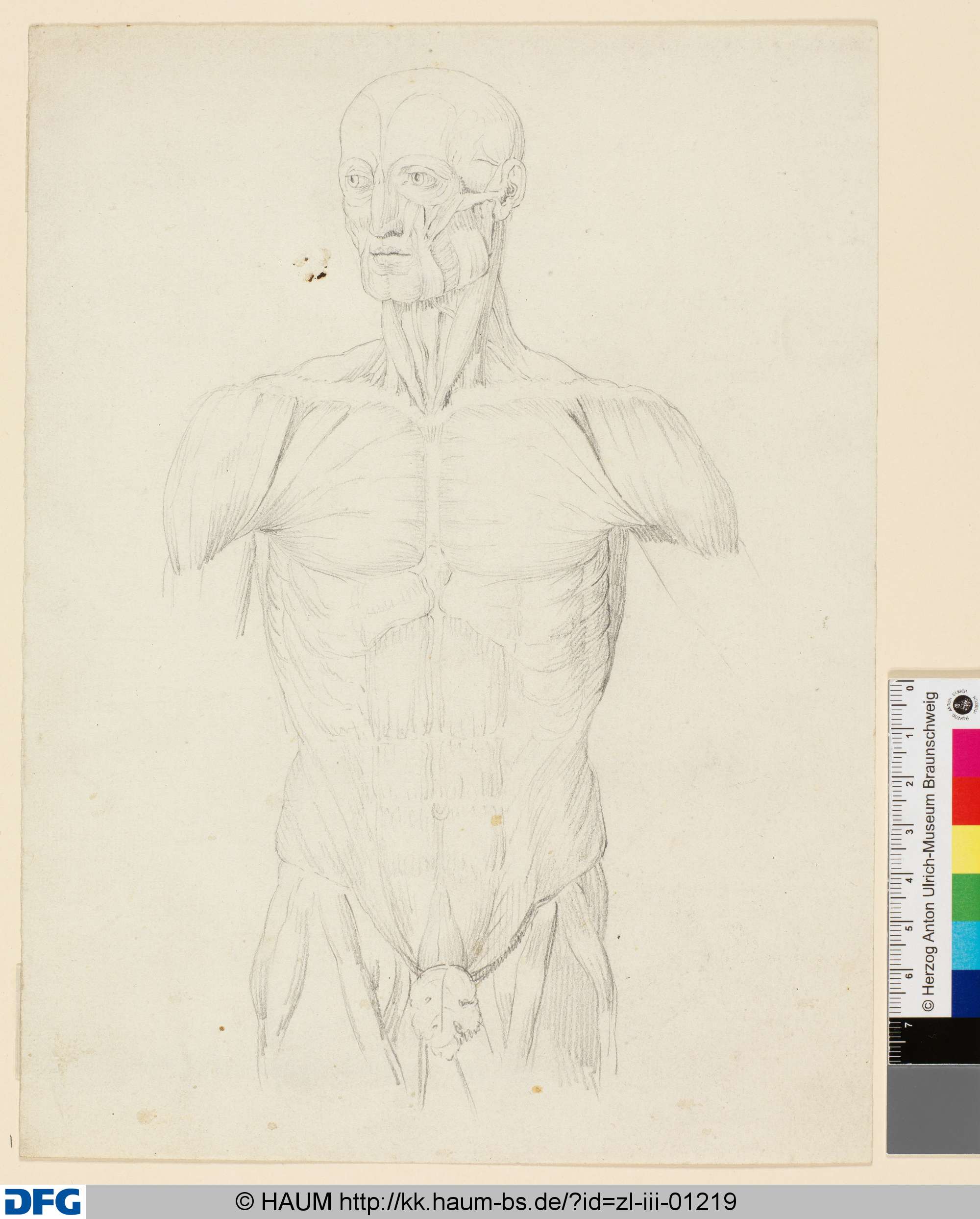 Anatomische Studie (nach Leonardo da Vinci?), Friedrich Knolle, 1827–1877