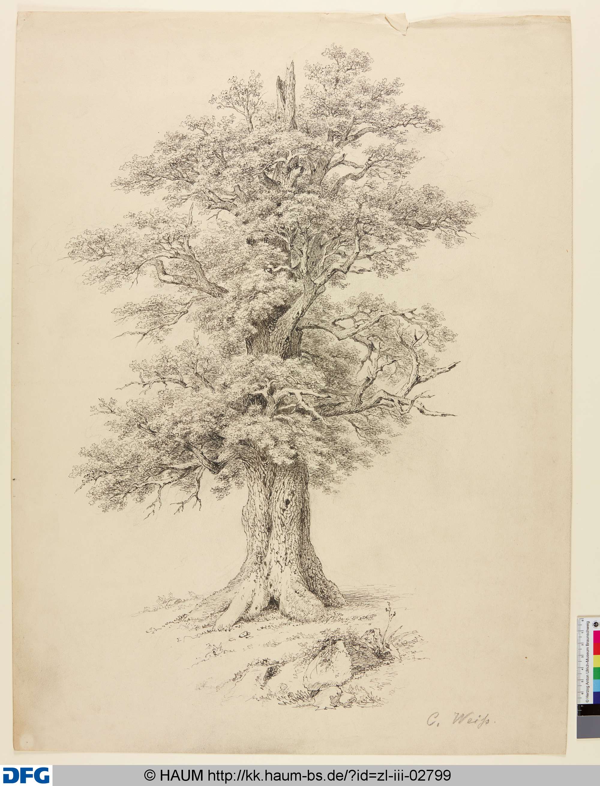 Große Eiche, Christian <1856> Weiß, 1878