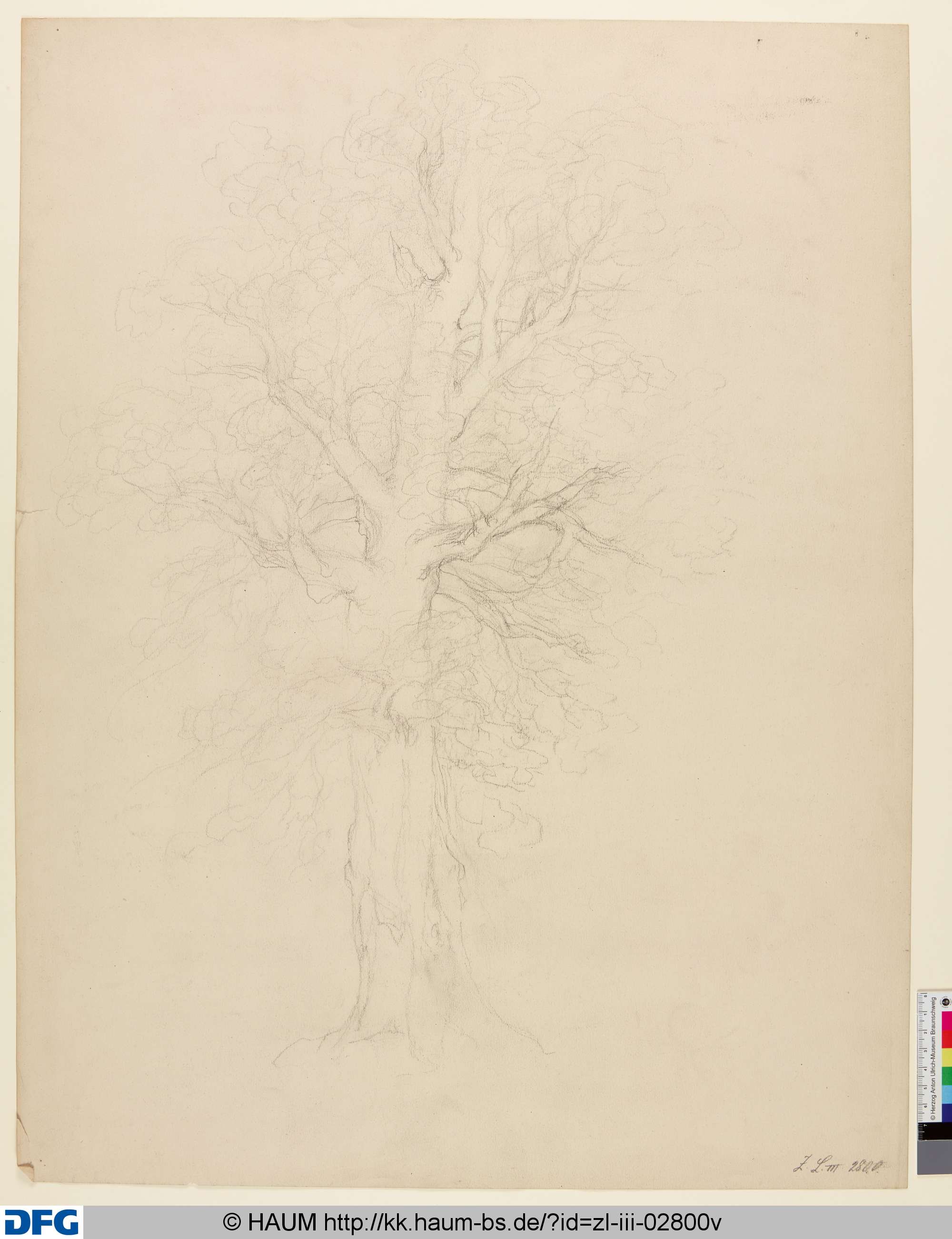 Baumskizze, Christian <1856> Weiß, 1878