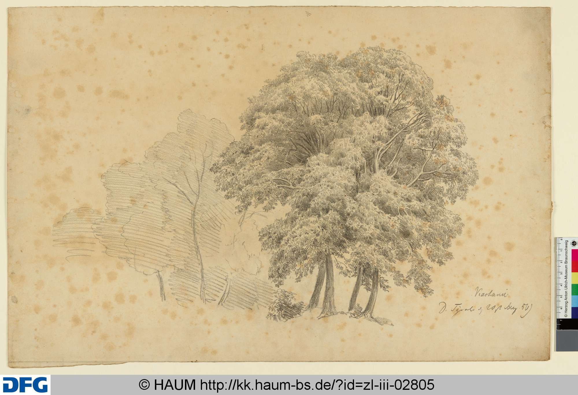 Mehrere Bäume, Adolf Nickol, 1850
