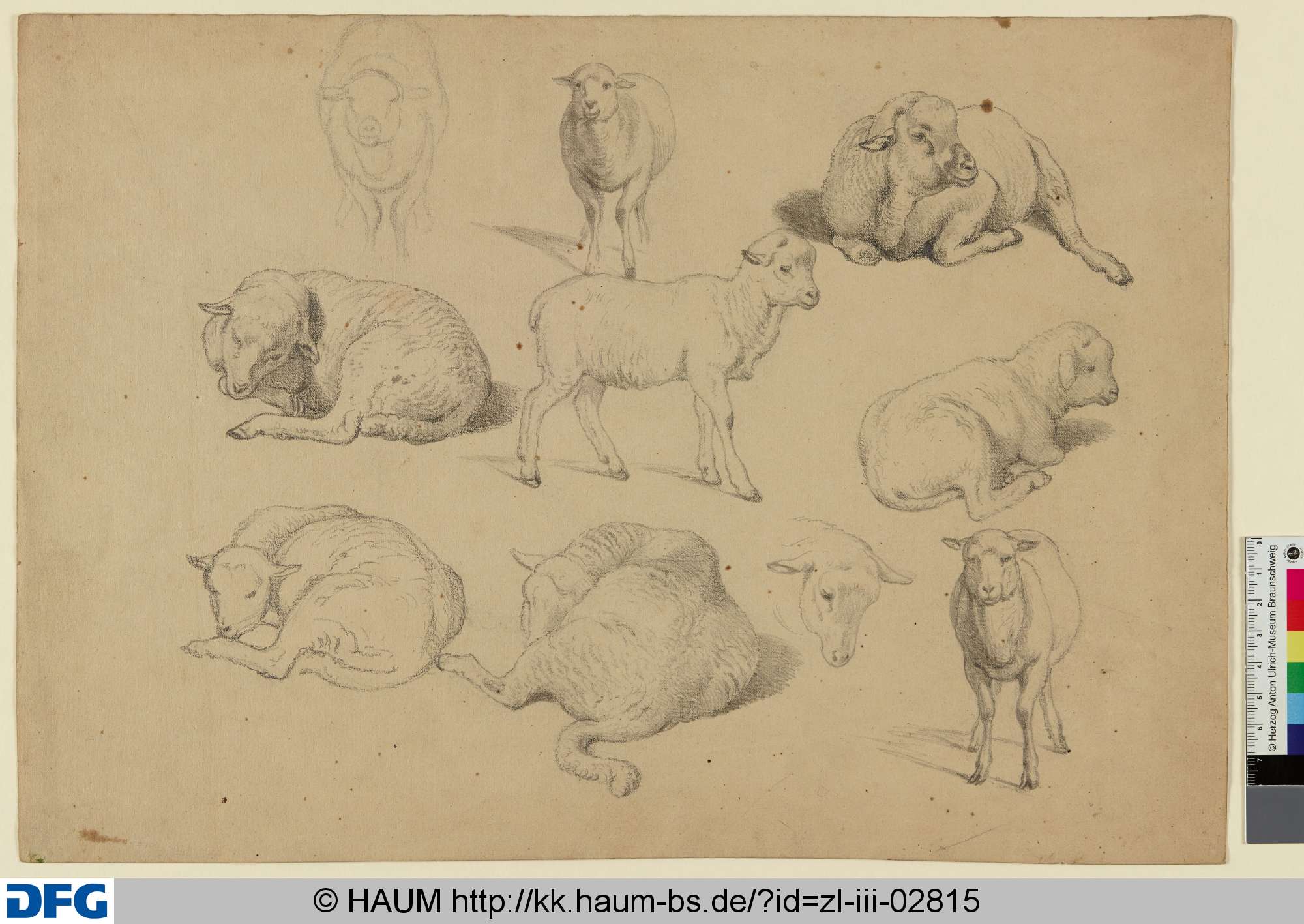Studien zu Schafen und Lämmern, Adolf Nickol, 1844–1905