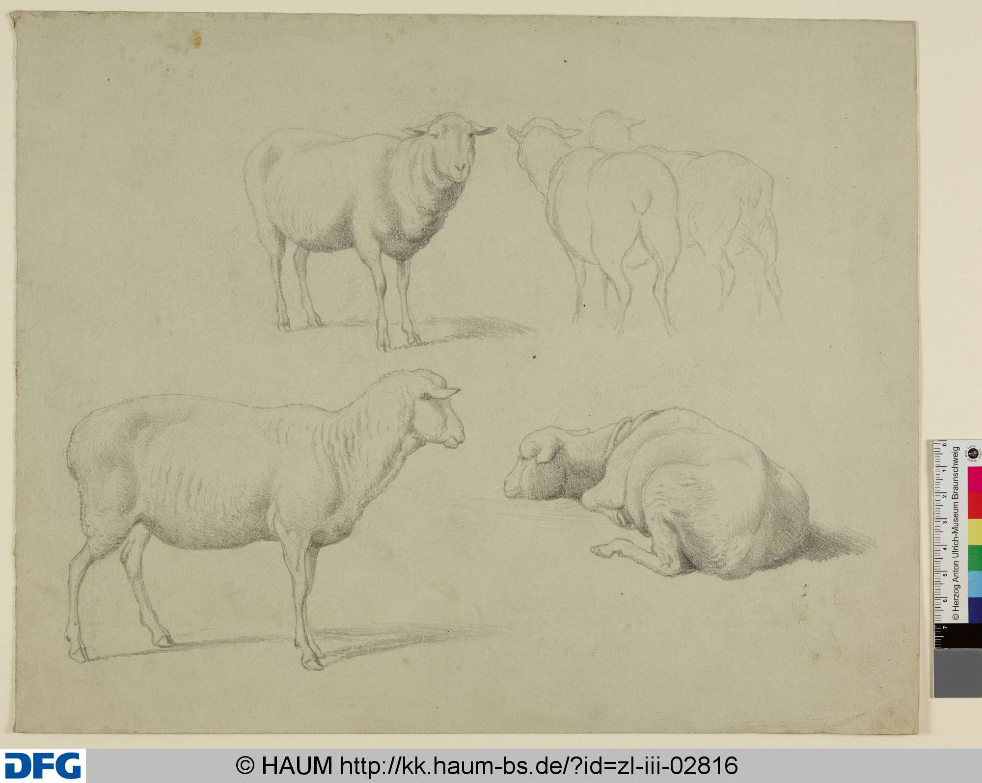 Studien zu einem Schaf, Adolf Nickol, 1844–1905