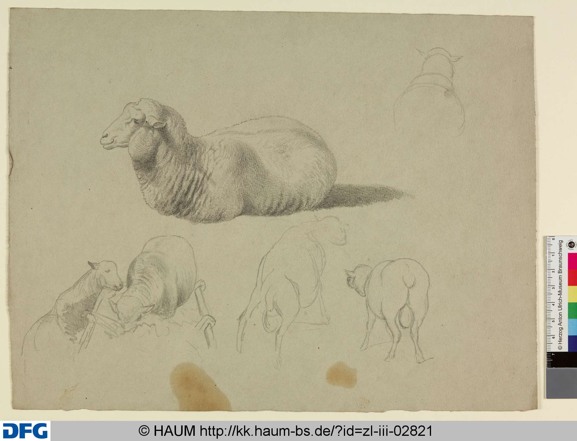 Studien zu einem Schaf, Adolf Nickol, 1844–1905