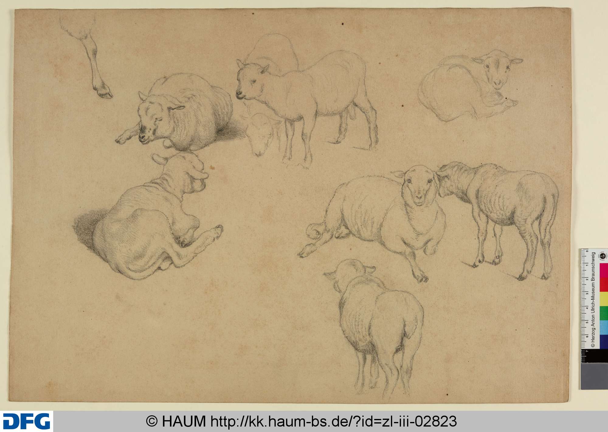 Studien zu Schafen und Lämmern, Adolf Nickol, 1844–1905