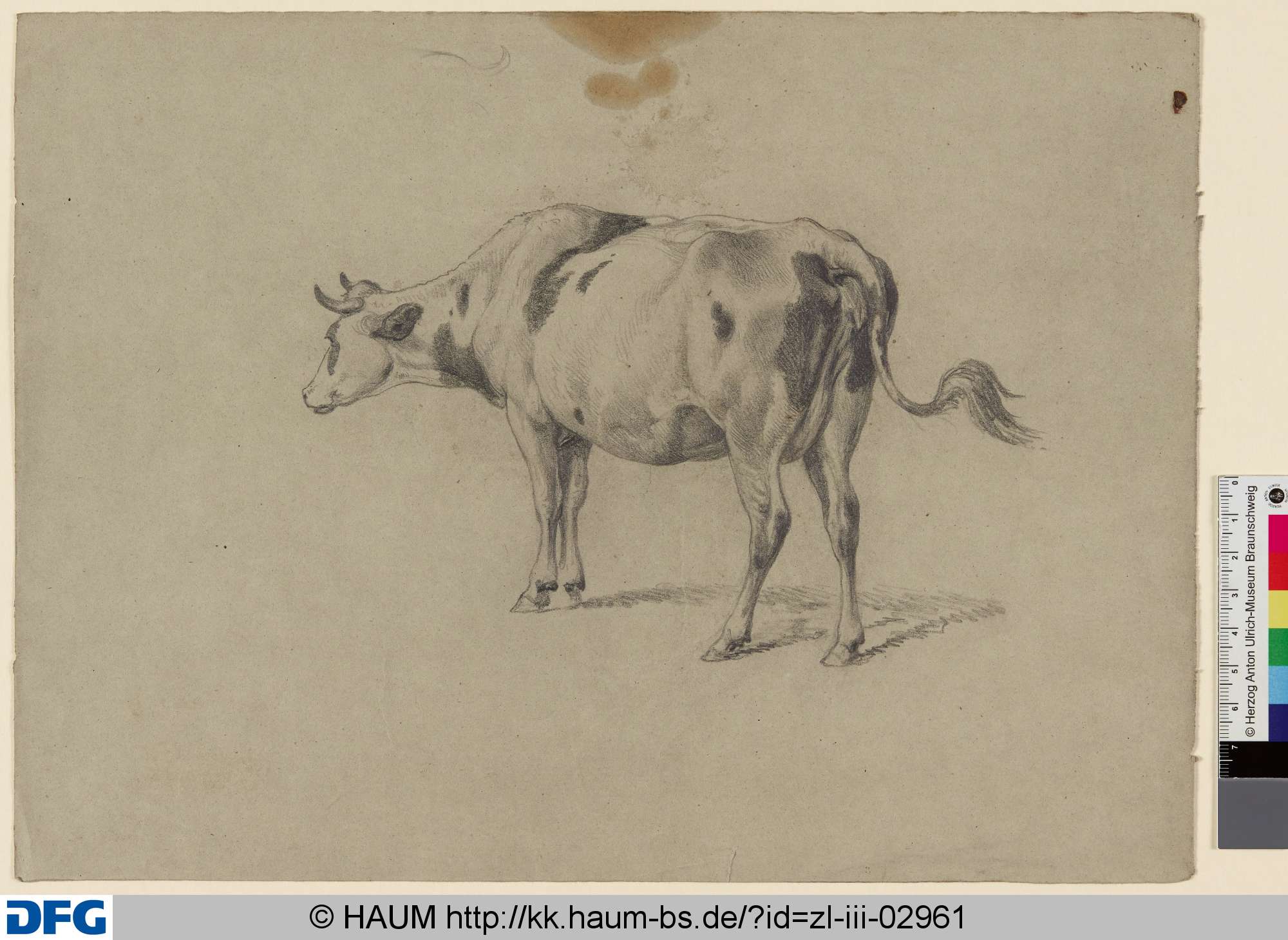 Stehendes Rind von der Seite, Adolf Nickol, 1844–1905