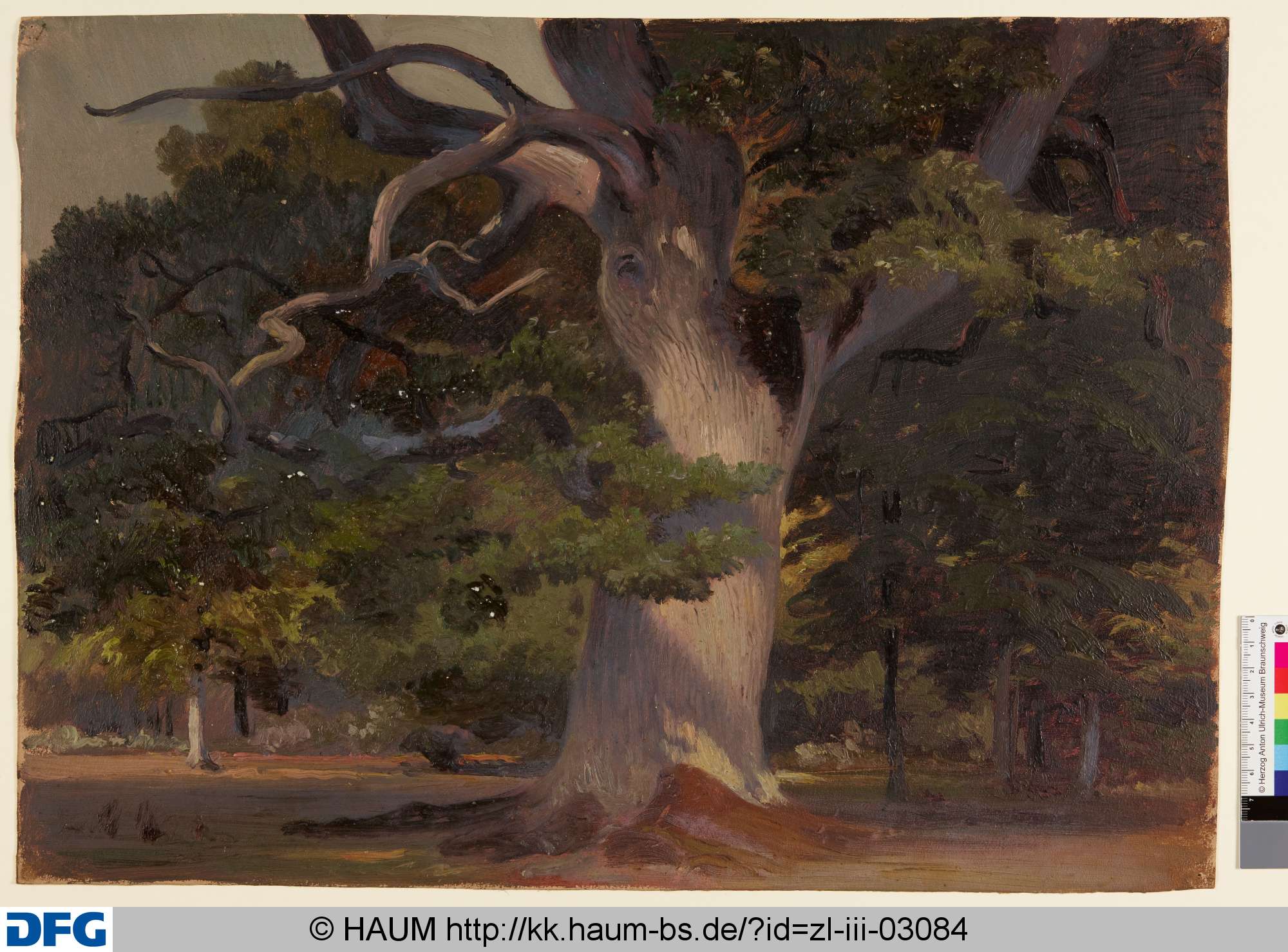 Große Eiche vor einem Wald, Adolf Nickol, 1844–1905