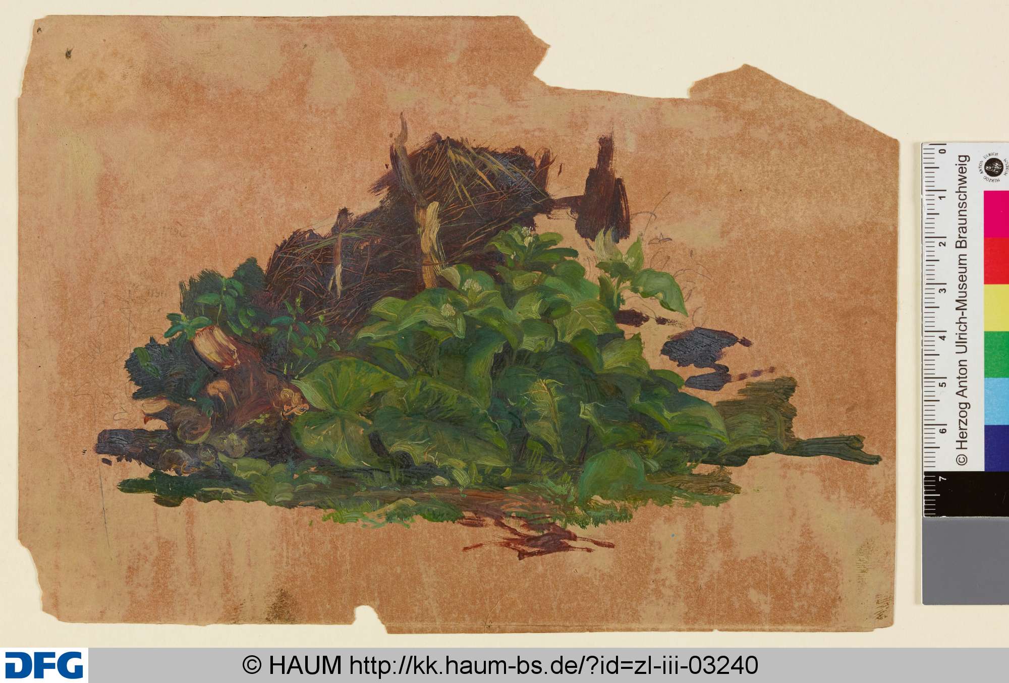 Pflanzenstudie, Christian Tunica, 1815–1868