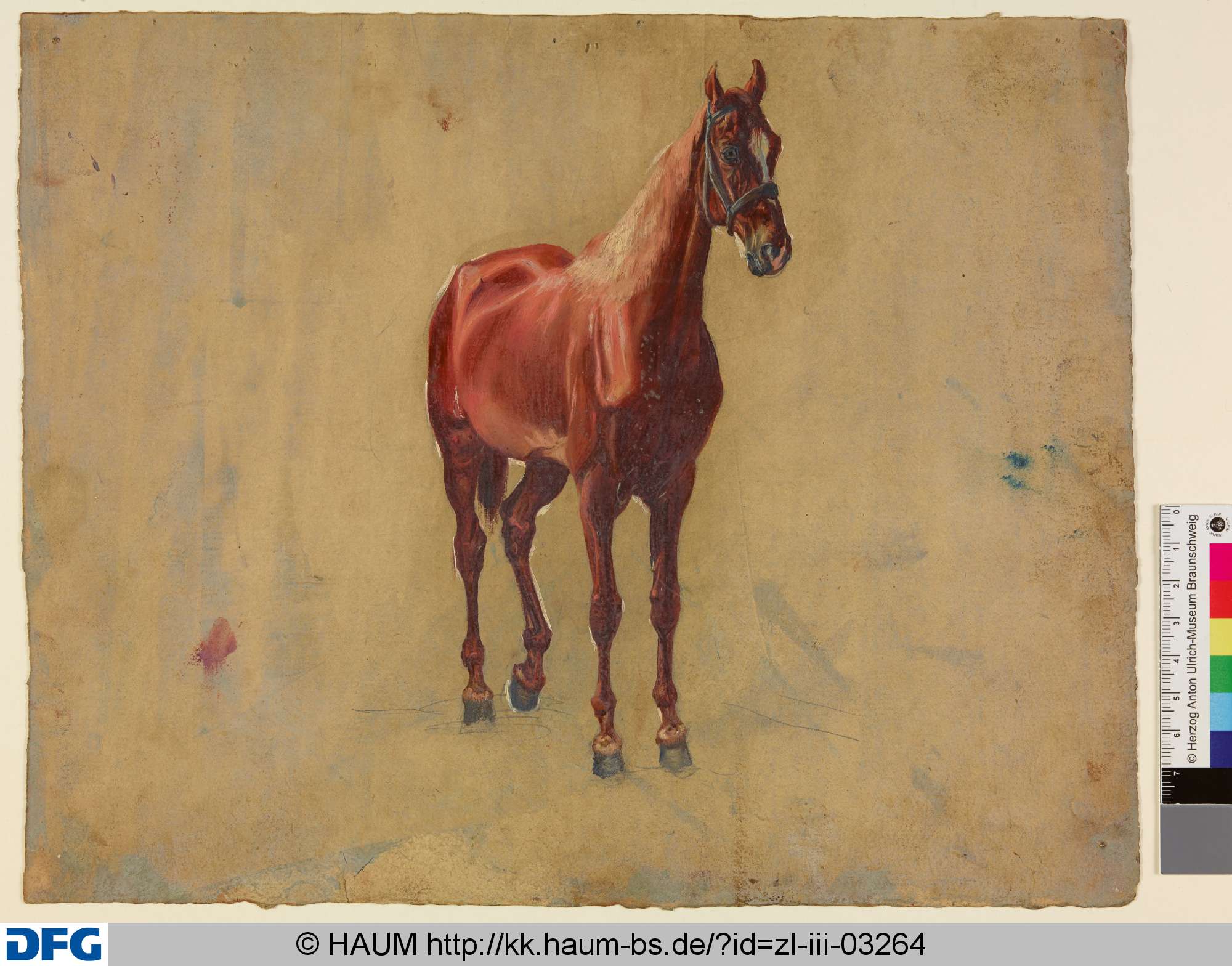 Stehendes Pferd von vorn, Christian Tunica, 1815–1868