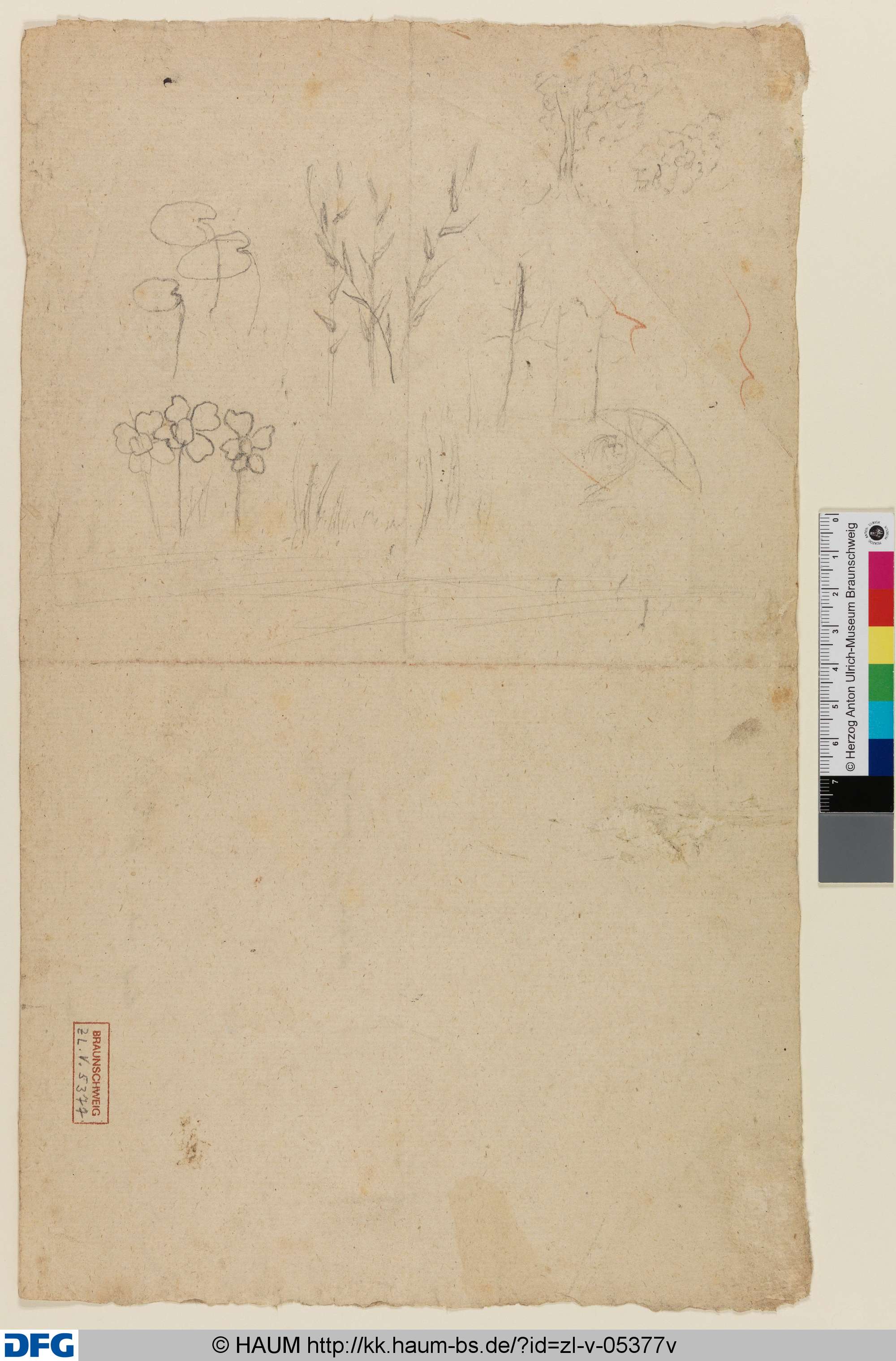 Pflanzenstudien, Pascha Johann Friedrich Weitsch, 1757–1786